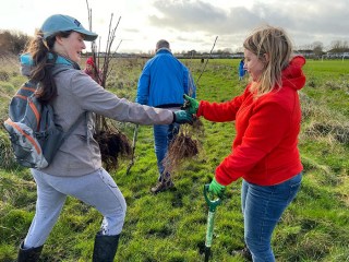 planting a tree